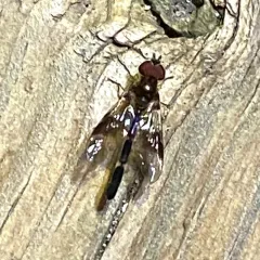Eastern Band-winged Hover Fly thumbnail 4