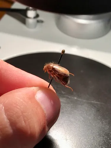 Phyllophaga tristis