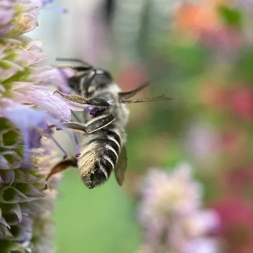 Texas Leafcutter Bee