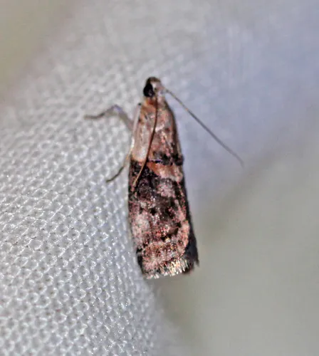 Pecan Leaf Casebearer Moth