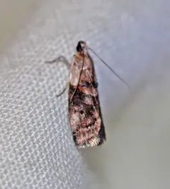 Pecan Leaf Casebearer Moth thumbnail 1