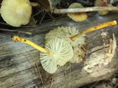 Golden-scruffy Collybia thumbnail 2
