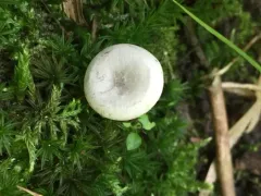 Entoloma albogriseum thumbnail 4