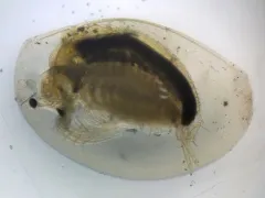 Agassiz Clam Shrimp thumbnail 2