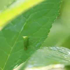Buffalo Treehopper thumbnail 4