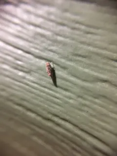 Erythroneura rubrella thumbnail 4