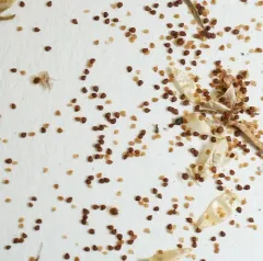Saltmarsh Sand Spurry thumbnail 2