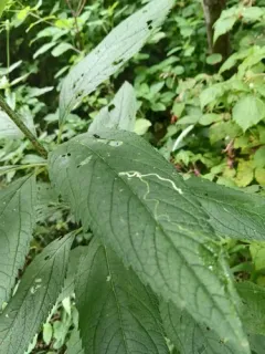 Liriomyza cracentis thumbnail 2