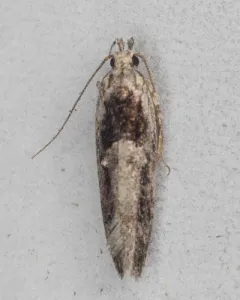 Pseudochelaria pennsylvanica thumbnail 4