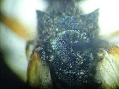 Blue Horntail thumbnail 1