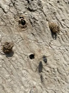 Anthophora occidentalis thumbnail 3