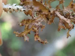 Tremella cetrariicola thumbnail 2