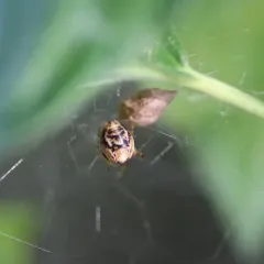 Common House Spider thumbnail 1