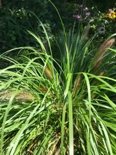 Chinese pennisetum thumbnail 3