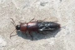 Tachinus elongatus thumbnail 2