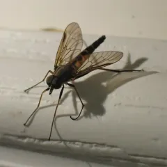 Rhagio maculifer thumbnail 2