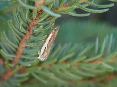 Dark Grass-veneer thumbnail 3