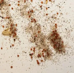 lesser chickweed thumbnail 4