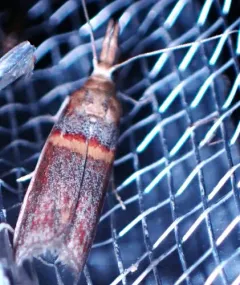 Gold-banded Etiella Moth thumbnail 3