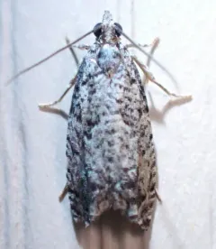 Epinotia nonana thumbnail 4