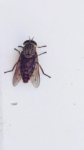 Tabanus limbatinevris