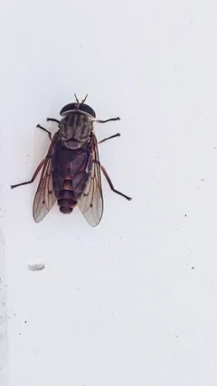 Tabanus limbatinevris thumbnail 1