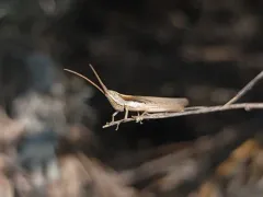 Pale Toothpick Grasshopper thumbnail 1