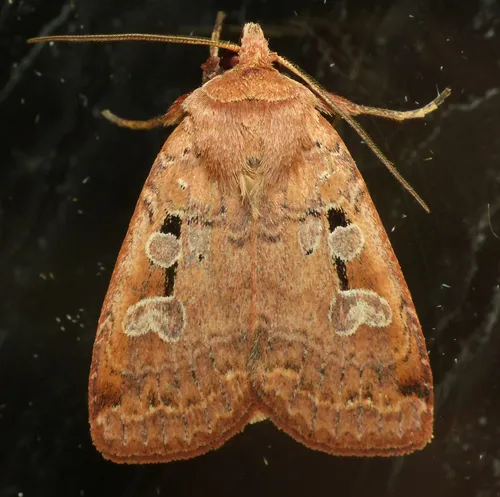 Smaller Pinkish Dart