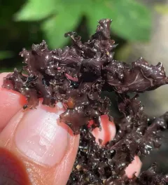 western waterfan lichen thumbnail 1