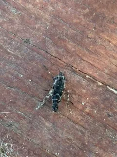 Haematopota americana thumbnail 2