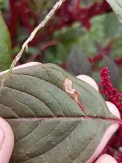 Haplopeodes minutus thumbnail 2