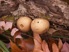 Smooth Puffball thumbnail 2
