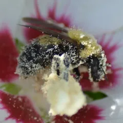 Perplexing Bumble Bee thumbnail 4