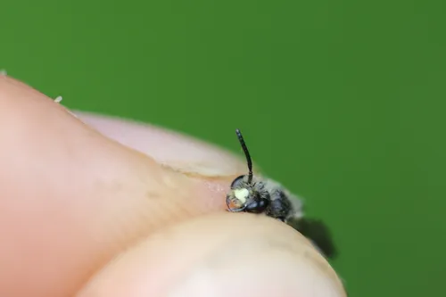 Peaceful Miner Bee