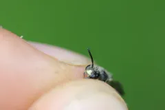 Peaceful Miner Bee thumbnail 1