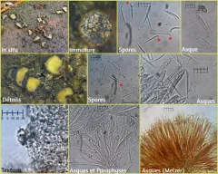 Coccomyces strobi thumbnail 2