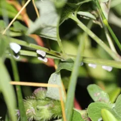 Citrus Flatid Planthopper thumbnail 4
