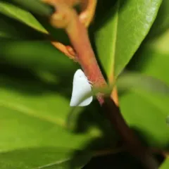Northern Flatid Planthopper thumbnail 3