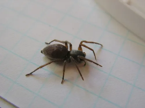 European Sac Spider