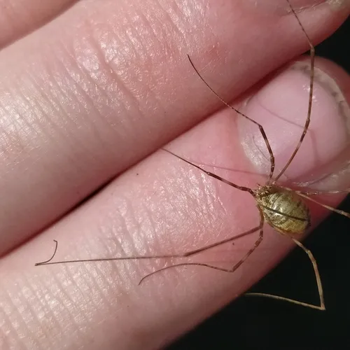 Leptobunus parvulus