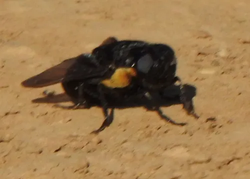 Cuterebra polita