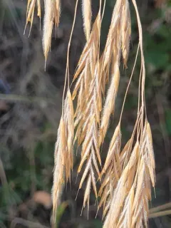 Chinook brome thumbnail 2