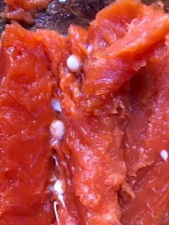 Henneguya salminicola thumbnail 2