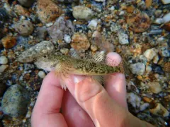 Columbia Slimy Sculpin thumbnail 3