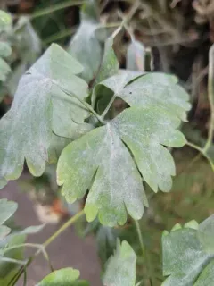Erysiphe aquilegiae thumbnail 2