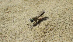 Laphystia flavipes thumbnail 2