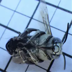 Anthophora walshii thumbnail 3