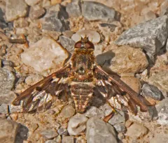 Dorcadion Bee Fly thumbnail 4