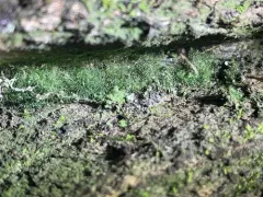weft fern thumbnail 2