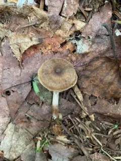 Cortinarius nigrocuspidatus thumbnail 4